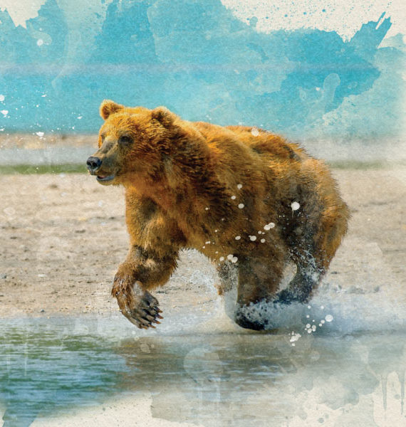 Bear